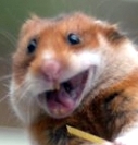 Аватар Hamster