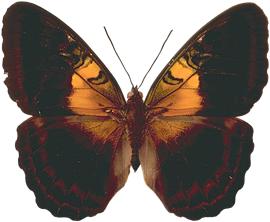 Аватар vatrusha