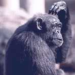 Аватар monkey1977