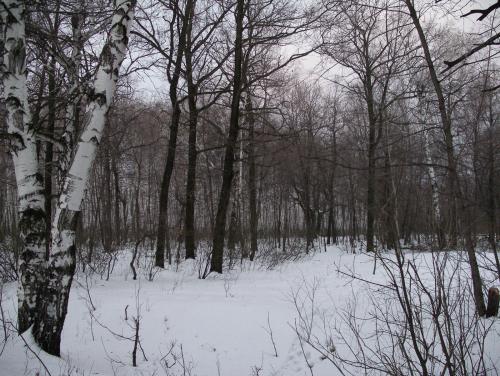 "Первый снег", 03.12.2006, до и после!